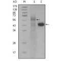 anti-HYAL1 antibody (Hyaluronidase-1) (N-Term)