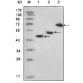 anti-HYAL1 antibody (Hyaluronidase-1) (N-Term)