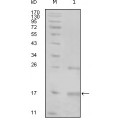 anti-HYAL1 antibody (Hyaluronidase-1) (N-Term)