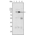 anti-HYAL1 antibody (Hyaluronidase-1) (N-Term)
