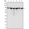 anti-HYAL1 antibody (Hyaluronidase-1) (N-Term)