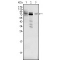 anti-HYAL1 antibody (Hyaluronidase-1) (N-Term)