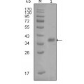 anti-HYAL1 antibody (Hyaluronidase-1) (N-Term)