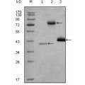 anti-HYAL1 antibody (Hyaluronidase-1) (N-Term)
