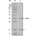 anti-HYAL1 antibody (Hyaluronidase-1) (N-Term)
