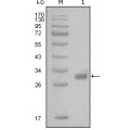 anti-HYAL1 antibody (Hyaluronidase-1) (N-Term)