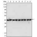 anti-HYAL1 antibody (Hyaluronidase-1) (N-Term)