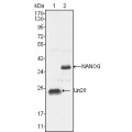 anti-HYAL1 antibody (Hyaluronidase-1) (N-Term)