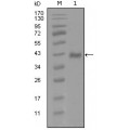anti-HYAL1 antibody (Hyaluronidase-1) (N-Term)