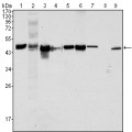 anti-HYAL1 antibody (Hyaluronidase-1) (N-Term)