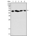 anti-HYAL1 antibody (Hyaluronidase-1) (N-Term)