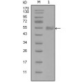 anti-HYAL1 antibody (Hyaluronidase-1) (N-Term)