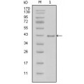 anti-HYAL1 antibody (Hyaluronidase-1) (N-Term)