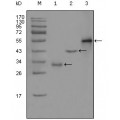 anti-HYAL1 antibody (Hyaluronidase-1) (N-Term)