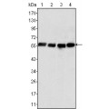 anti-HYAL1 antibody (Hyaluronidase-1) (N-Term)