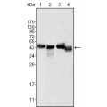 anti-HYAL1 antibody (Hyaluronidase-1) (N-Term)