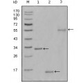 anti-HYAL1 antibody (Hyaluronidase-1) (N-Term)