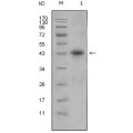 anti-HYAL1 antibody (Hyaluronidase-1) (N-Term)