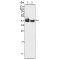 anti-HYAL1 antibody (Hyaluronidase-1) (N-Term)