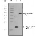anti-HYAL1 antibody (Hyaluronidase-1) (N-Term)