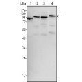anti-HYAL1 antibody (Hyaluronidase-1) (N-Term)