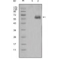 anti-HYAL1 antibody (Hyaluronidase-1) (N-Term)