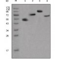 anti-HYAL1 antibody (Hyaluronidase-1) (N-Term)