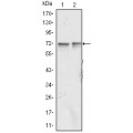 anti-HYAL1 antibody (Hyaluronidase-1) (N-Term)
