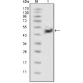 anti-HYAL1 antibody (Hyaluronidase-1) (N-Term)
