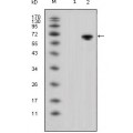 anti-HYAL1 antibody (Hyaluronidase-1) (N-Term)