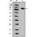 anti-HYAL1 antibody (Hyaluronidase-1) (N-Term)