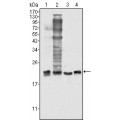 anti-HYAL1 antibody (Hyaluronidase-1) (N-Term)