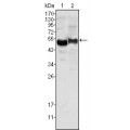 anti-HYAL1 antibody (Hyaluronidase-1) (N-Term)