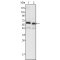 anti-HYAL1 antibody (Hyaluronidase-1) (N-Term)