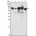 anti-HYAL1 antibody (Hyaluronidase-1) (N-Term)