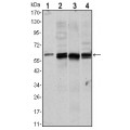 anti-HYAL1 antibody (Hyaluronidase-1) (N-Term)