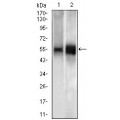 anti-HYAL1 antibody (Hyaluronidase-1) (N-Term)