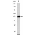 anti-HYAL1 antibody (Hyaluronidase-1) (N-Term)