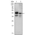anti-HYAL1 antibody (Hyaluronidase-1) (N-Term)