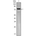 anti-HYAL1 antibody (Hyaluronidase-1) (N-Term)