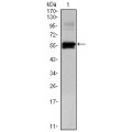 anti-HYAL1 antibody (Hyaluronidase-1) (N-Term)