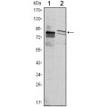 anti-HYAL1 antibody (Hyaluronidase-1) (N-Term)