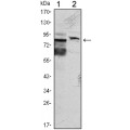 anti-HYAL1 antibody (Hyaluronidase-1) (N-Term)