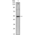 anti-HYAL1 antibody (Hyaluronidase-1) (N-Term)