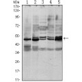 anti-HYAL1 antibody (Hyaluronidase-1) (N-Term)
