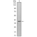 anti-HYAL1 antibody (Hyaluronidase-1) (N-Term)