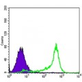anti-HYAL1 antibody (Hyaluronidase-1) (N-Term)