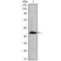 anti-HYAL1 antibody (Hyaluronidase-1) (N-Term)