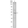 anti-HYAL1 antibody (Hyaluronidase-1) (N-Term)