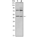 anti-HYAL1 antibody (Hyaluronidase-1) (N-Term)